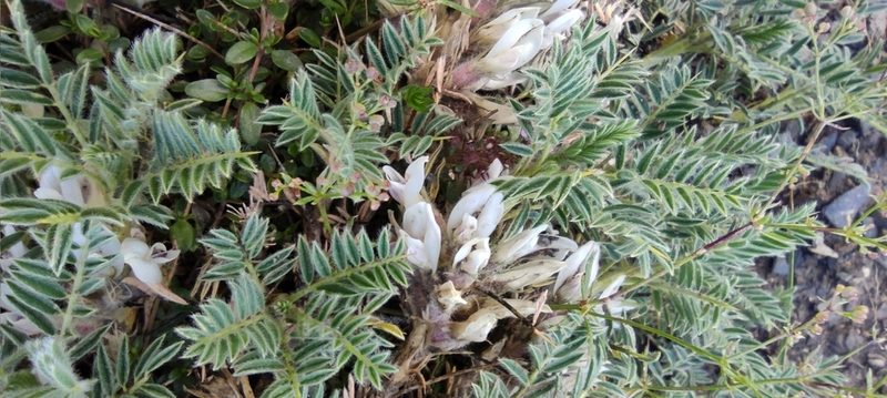 Astragalus sempervirens, photographed by Santiago Martín-Bravo