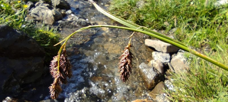 Carex frigida, photographed by Santiago Martín-Bravo