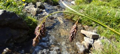 Carex frigida, photographed by Santiago Martín-Bravo