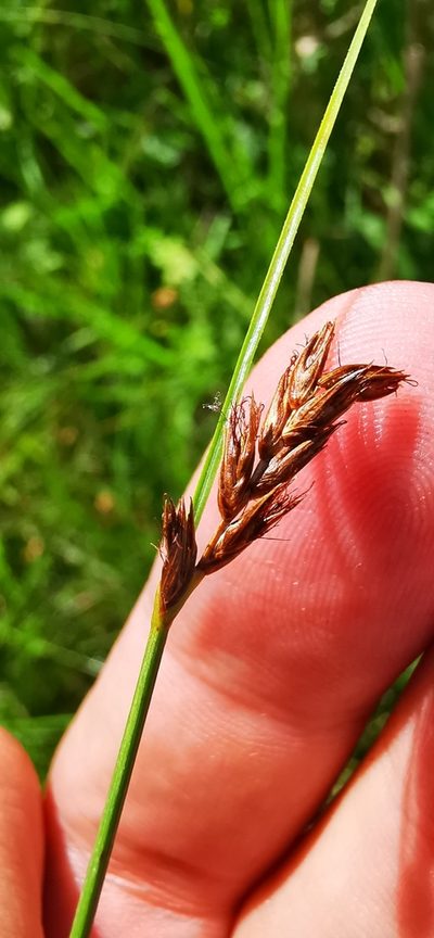 Blysmus compressus, photographed by Sigitas Juzėnas