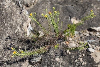 Chiliadenus glutinosus, photographed by Tim Johnson