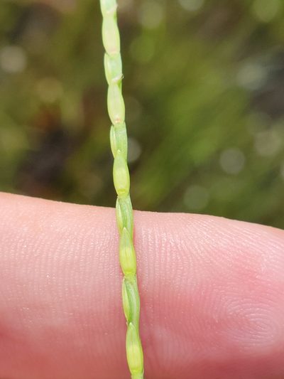 Axonopus furcatus, photographed by Jay Horn
