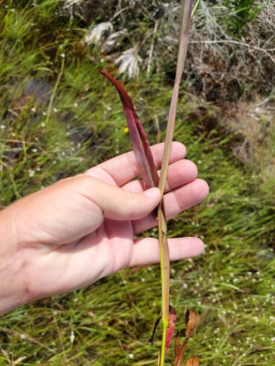 Axonopus furcatus, photographed by Jay Horn