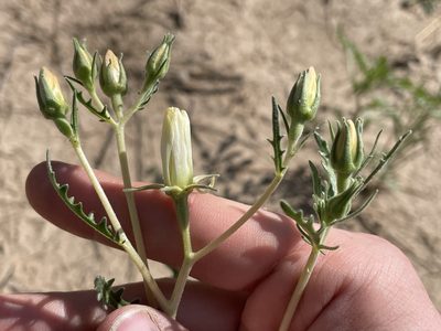 Mentzelia procera, photographed by Bobby McCabe