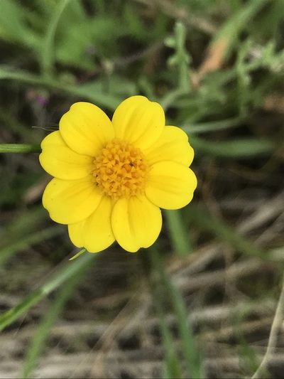 Pseudobahia peirsonii, photographed by Rachel Smith