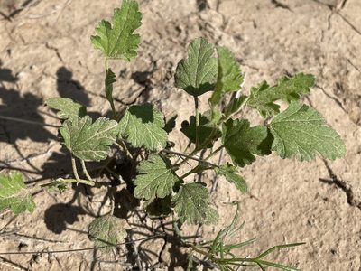Sphaeralcea fendleri, photographed by Bobby McCabe