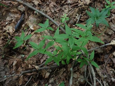 Trichogalium lanceolatum, photographed by Lynn Harper