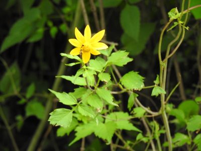 Dahlia coccinea, photographed by Oscar Alejandro Morales Juárez