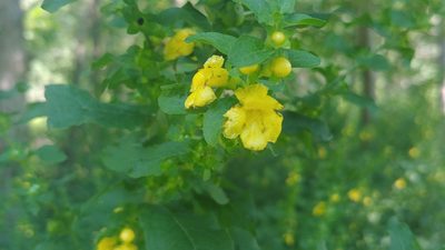 Dasistoma macrophylla, photographed by Ryan Sorrells