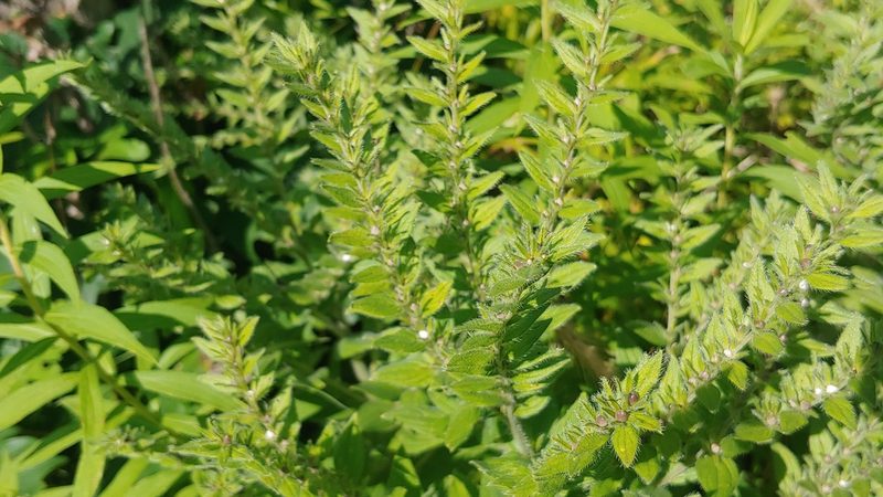Lithospermum parviflorum, photographed by Ryan Sorrells