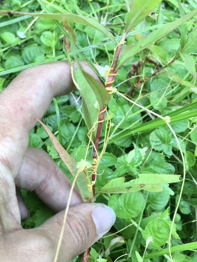 Cuscuta polygonorum, photographed by Rose Zappa