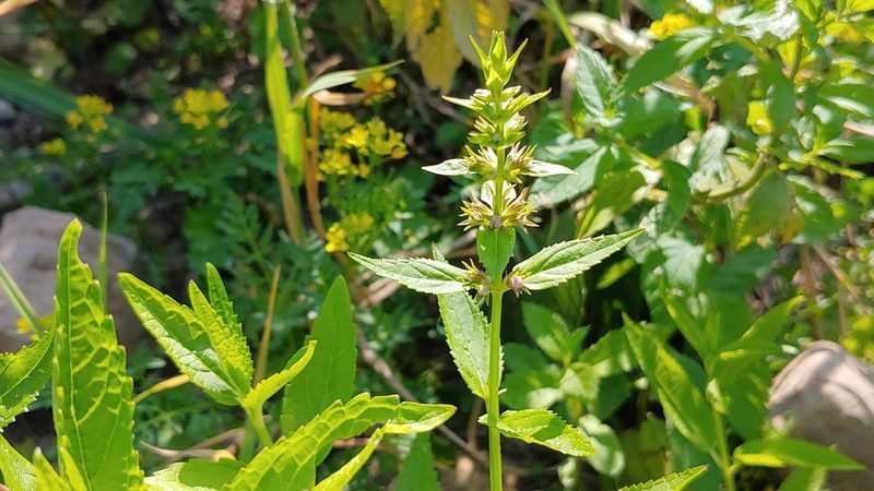 Stachys tenuifolia, photographed by Ryan Sorrells
