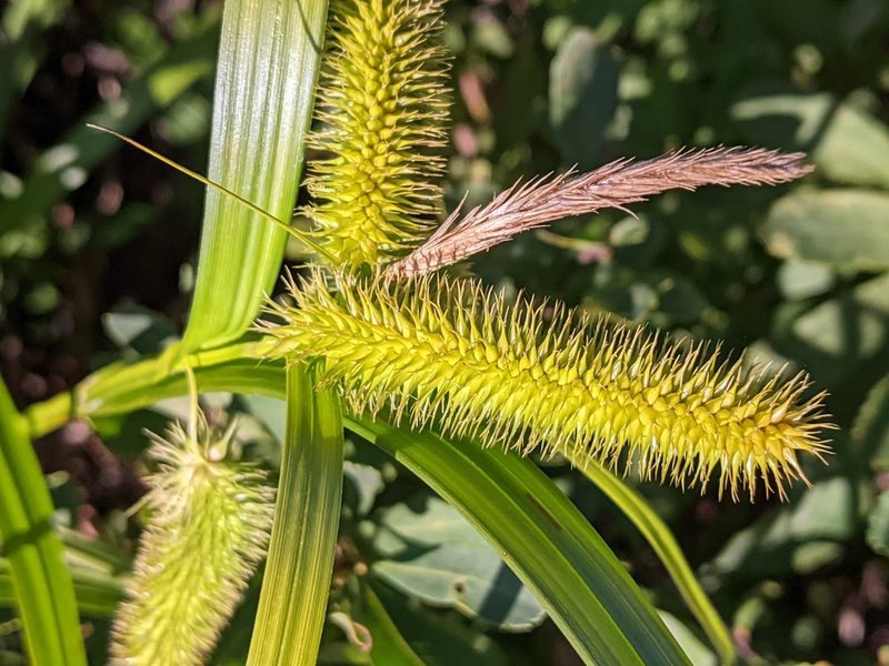 Carex comosa, photographed by Benoit Renaud