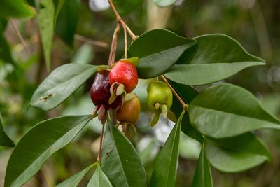 Eugenia involucrata, photographed by Alec McClay