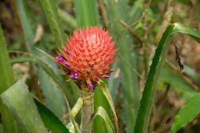 Ananas macrodontes, photographed by Alec McClay