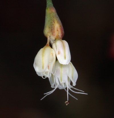 Eriogonum watsonii, photographed by Steve Matson
