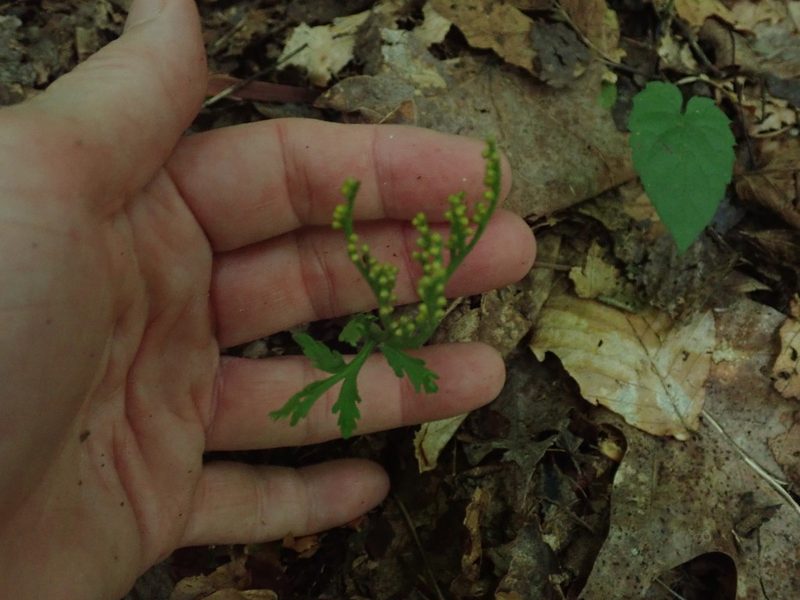 Botrychium angustisegmentum, photographed by Lynn Harper