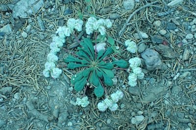 Cistanthe monosperma, photographed by Steve Woodward