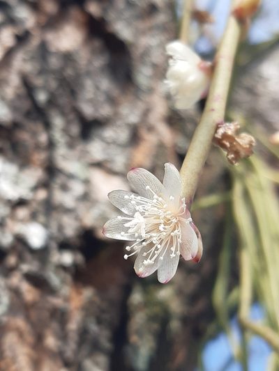 Rhipsalis floccosa, photographed by Phillip Schuster