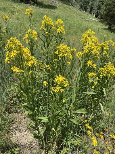 Senecio serra, photographed by Matt Berger