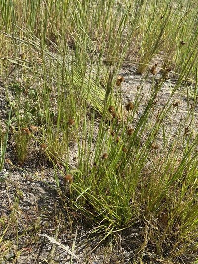 Carex athrostachya, photographed by Matt Berger