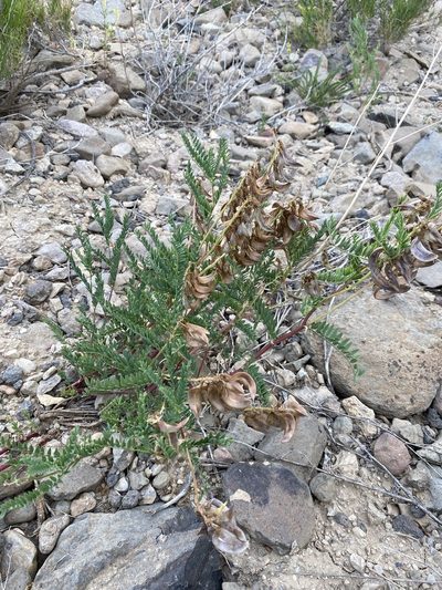 Astragalus scopulorum, photographed by Matt Berger