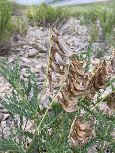 Astragalus scopulorum, photographed by Matt Berger
