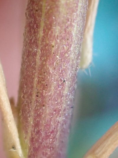 Boechera collinsii, photographed by Trevor Van Loon