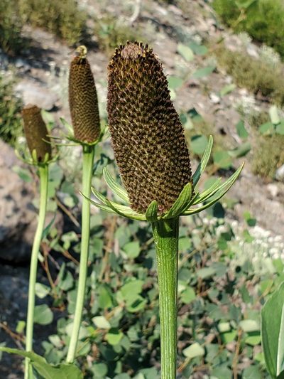 Rudbeckia occidentalis, photographed by Craig Martin