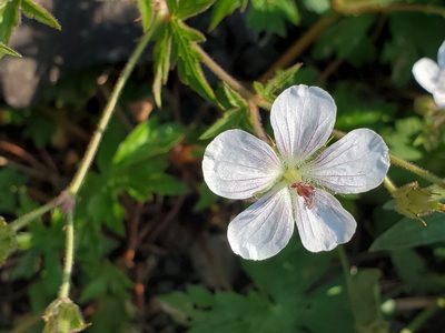 Geranium richardsonii, photographed by Craig Martin