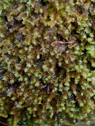Scapania gracilis, photographed by Jonathan Hughes
