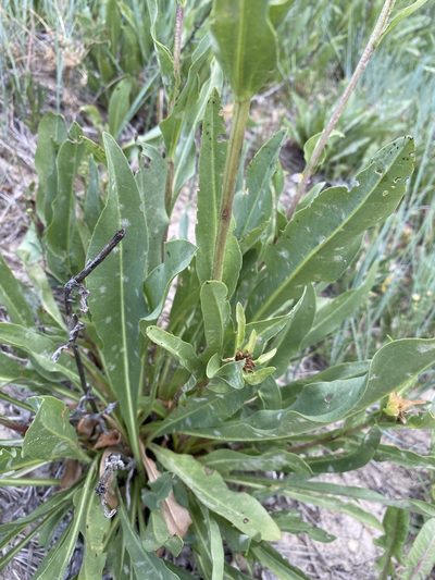 Pyrrocoma crocea, photographed by Matt Berger