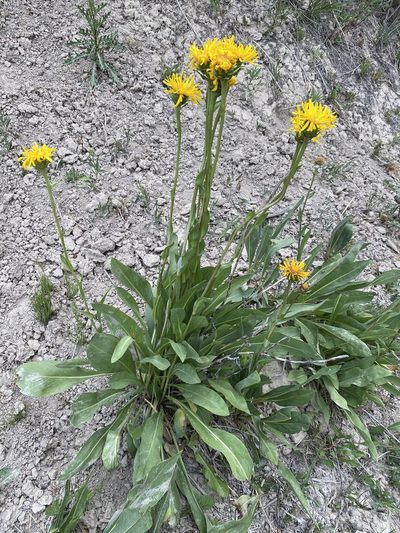 Pyrrocoma crocea, photographed by Matt Berger