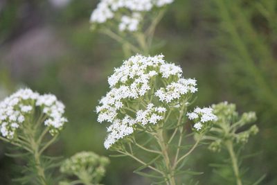 Stevia serrata, photographed by José Belem Hernández Díaz