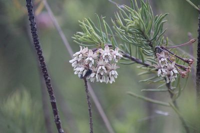 Asclepias linaria, photographed by José Belem Hernández Díaz