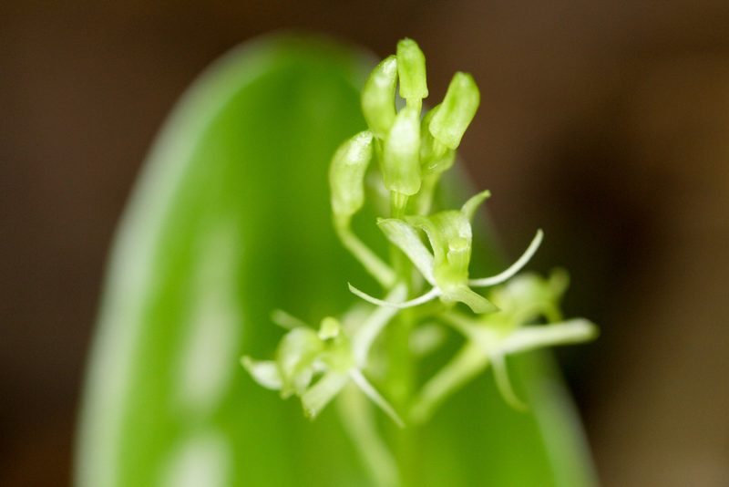 Liparis loeselii, photographed by Tom Field