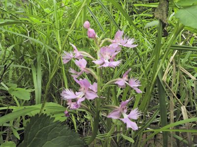 Platanthera grandiflora, photographed by Tom Field
