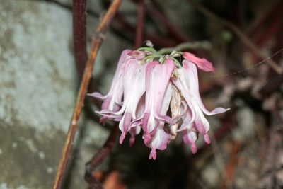 Dicentra eximia, photographed by Tom Field