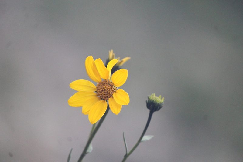 Flourensia resinosa, photographed by José Belem Hernández Díaz