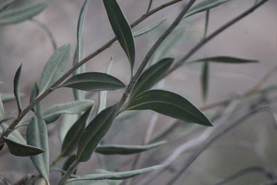 Flourensia resinosa, photographed by José Belem Hernández Díaz