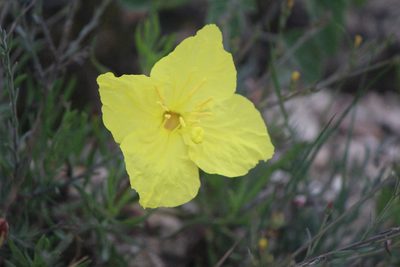 Oenothera hartwegii, photographed by José Belem Hernández Díaz