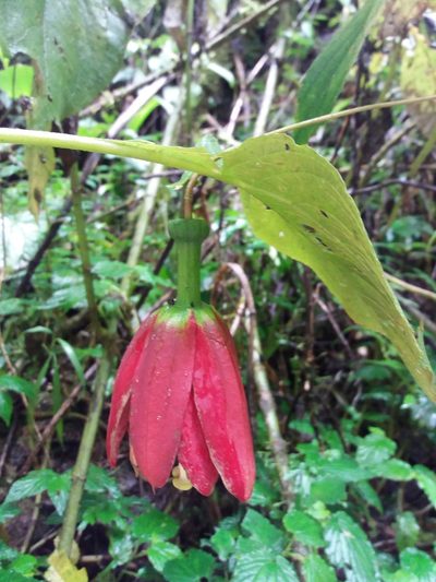 Passiflora antioquiensis, photographed by Daniel Mesa