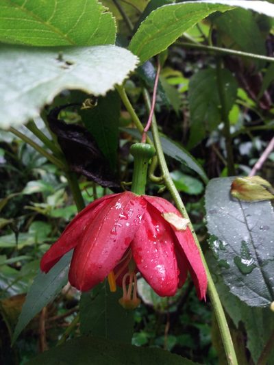 Passiflora antioquiensis, photographed by Daniel Mesa