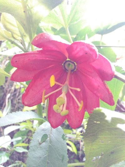 Passiflora antioquiensis, photographed by Daniel Mesa
