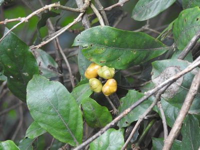 Gynochthodes umbellata, photographed by Raja bandi