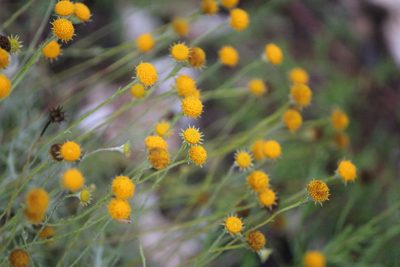 Thymophylla setifolia, photographed by José Belem Hernández Díaz