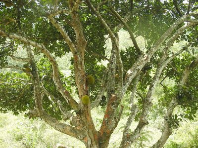 Artocarpus heterophyllus, photographed by Raja bandi