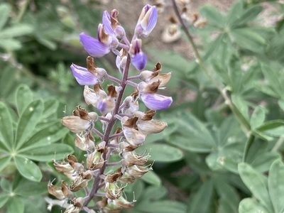 Lupinus latifolius, photographed by rappman