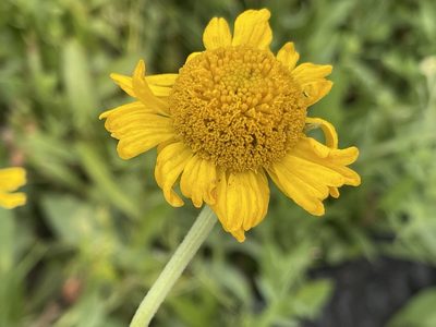 Helenium bigelovii, photographed by rappman