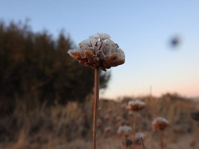 Armeria pungens, photographed by Duarte Frade